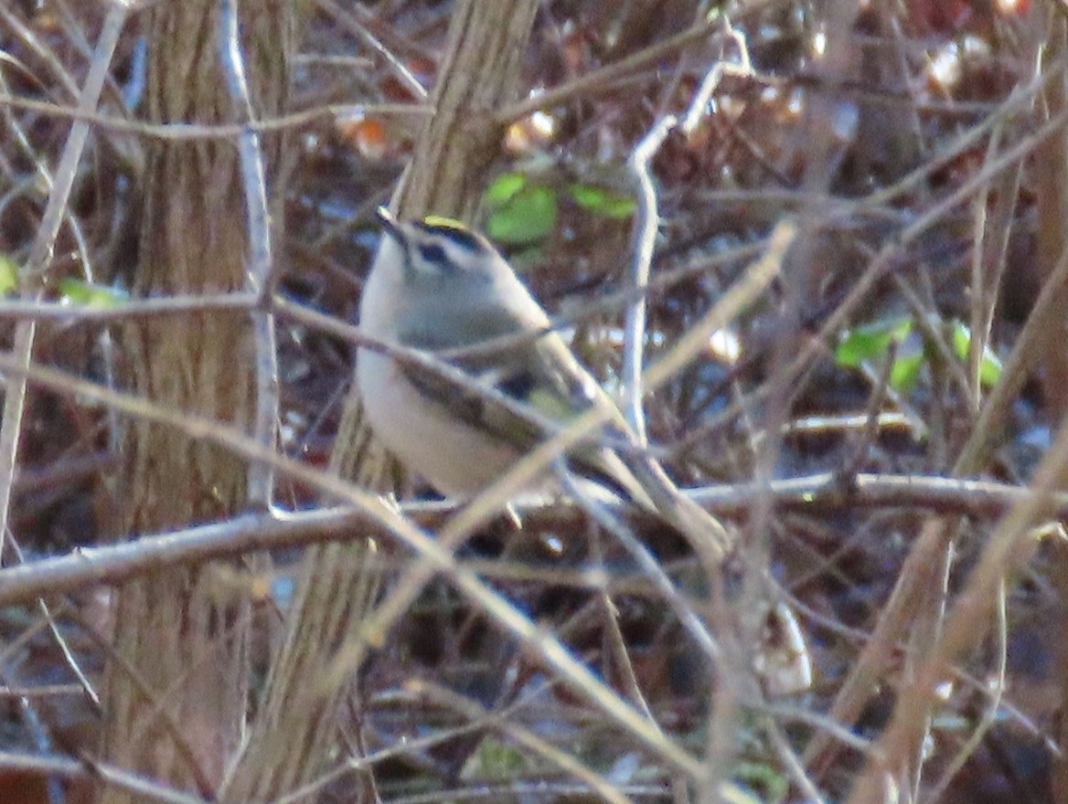 Golden-crowned Kinglet - ML612725897