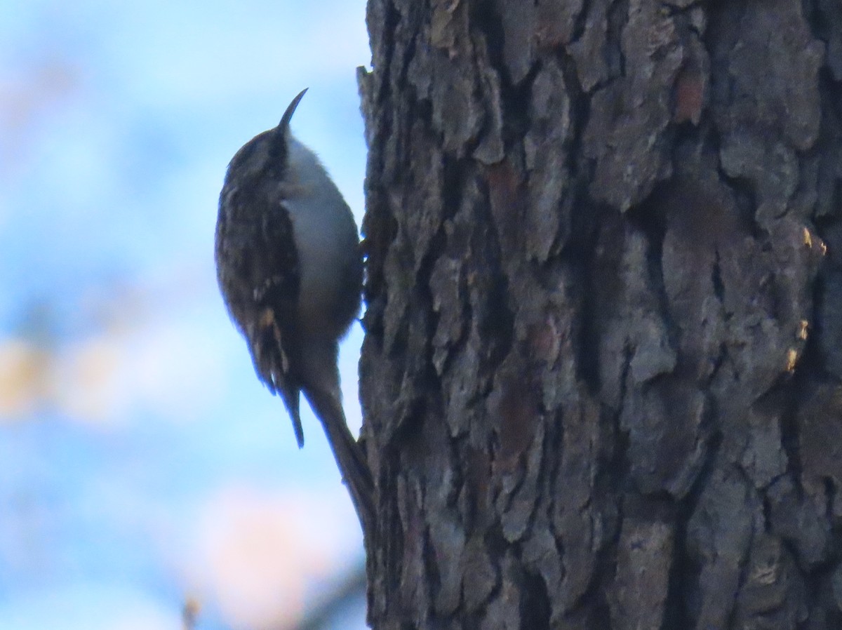 Brown Creeper - ML612725905