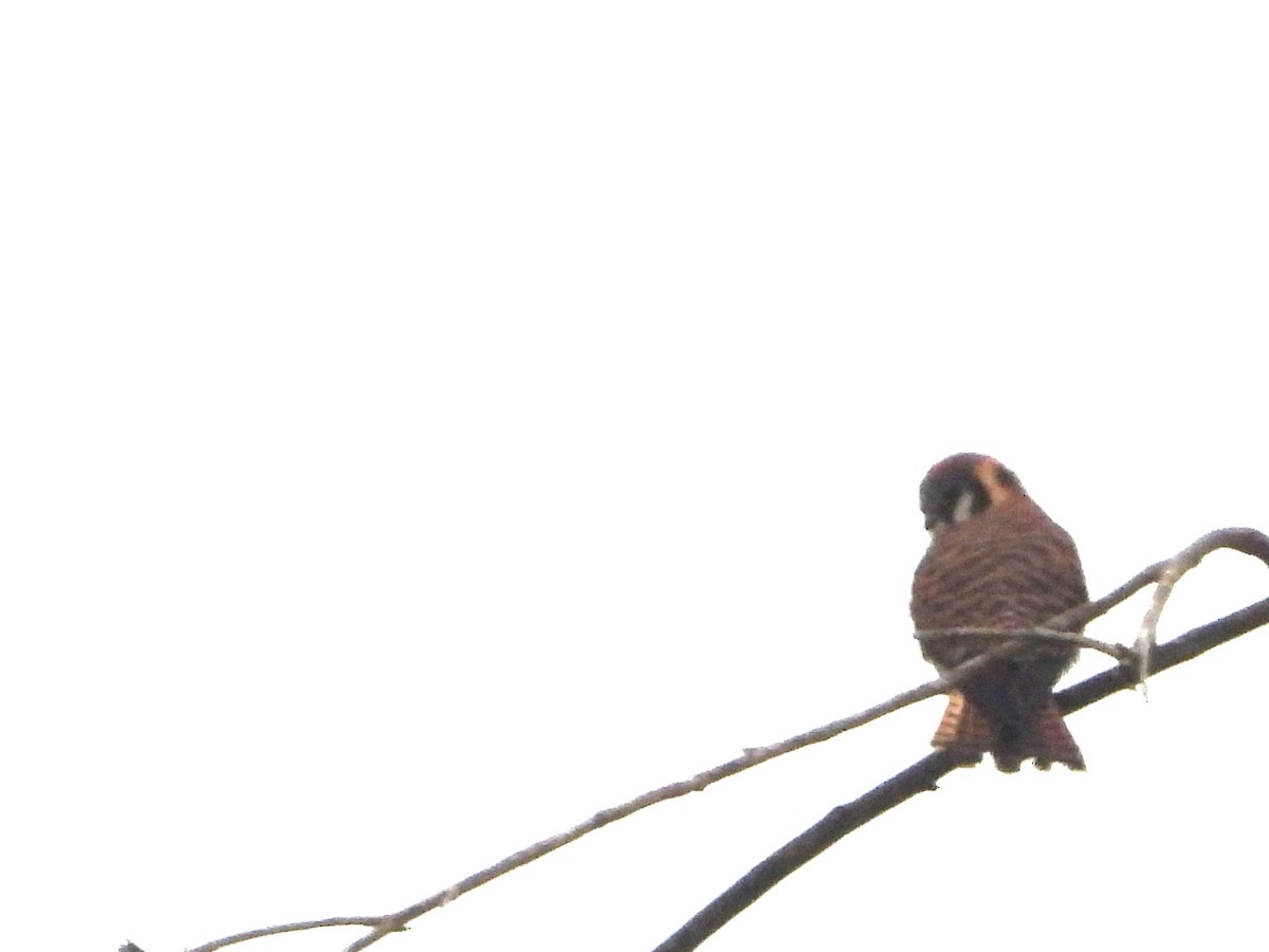 American Kestrel - ML612725908