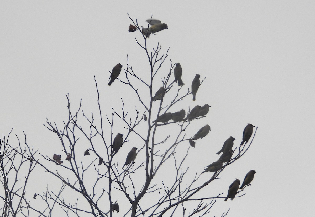 Cedar Waxwing - ML612725920