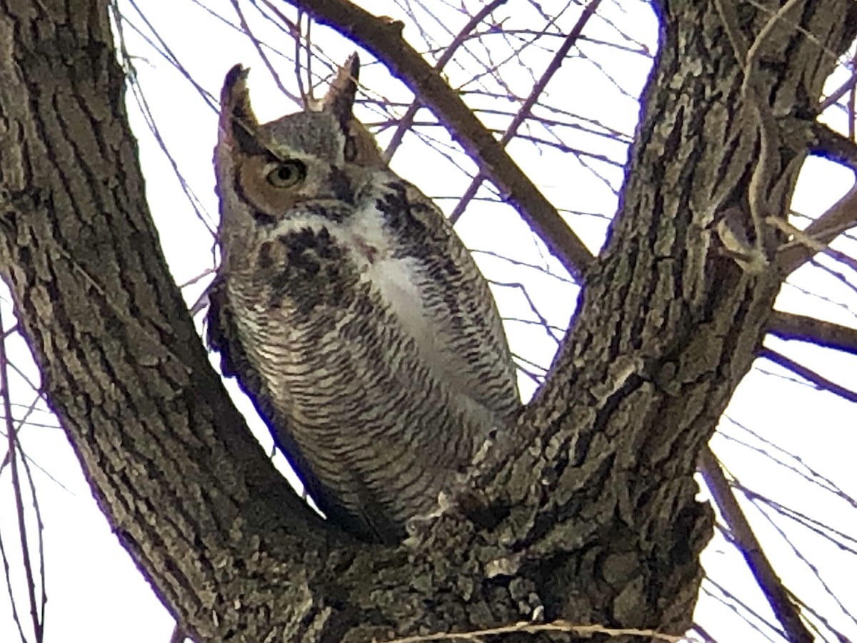 Great Horned Owl - ML612725938