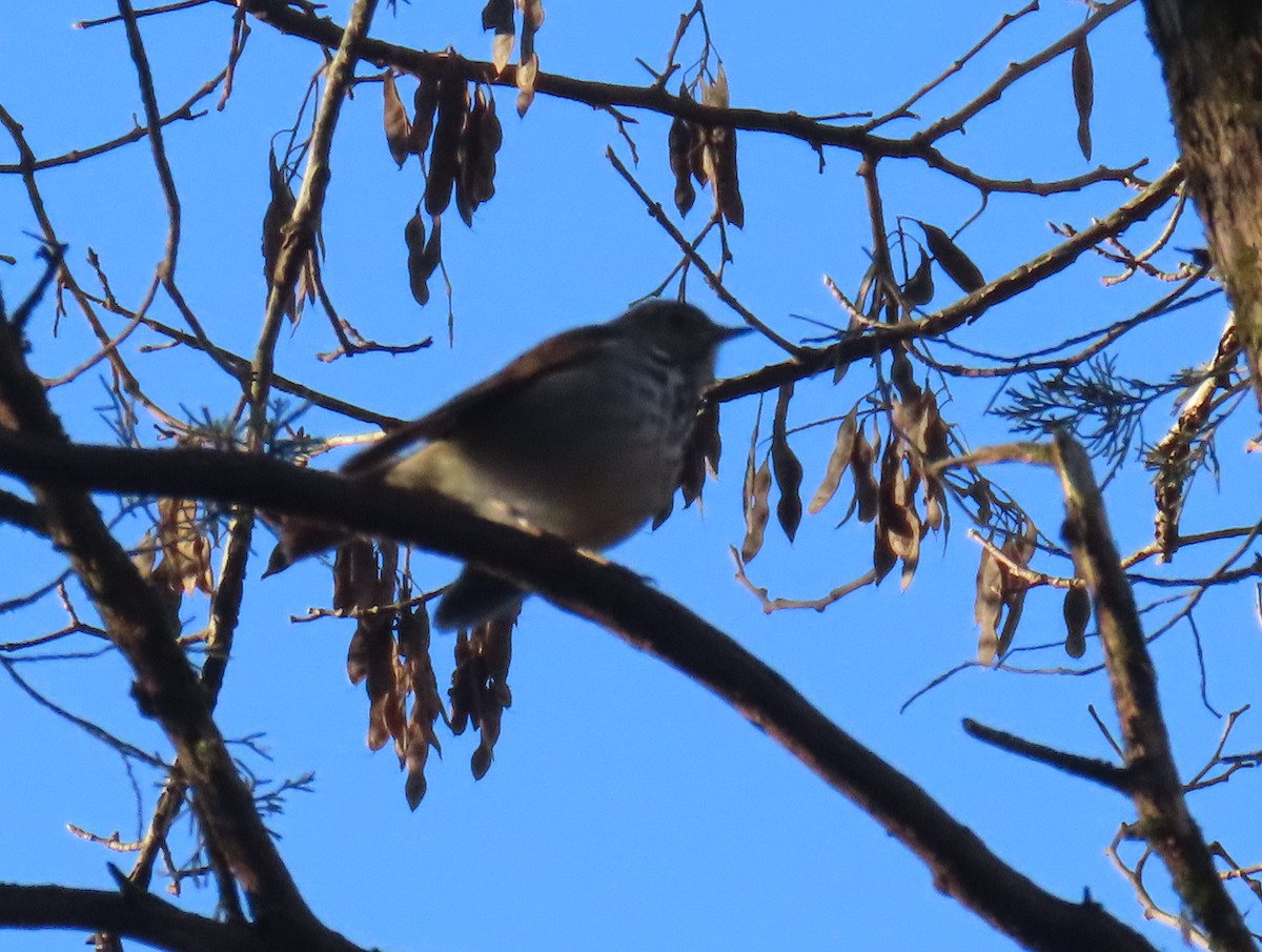 Hermit Thrush - ML612725940