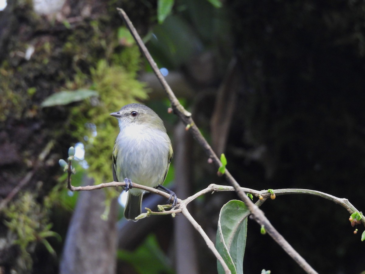 Mistletoe Tyrannulet - Mia Marcotte