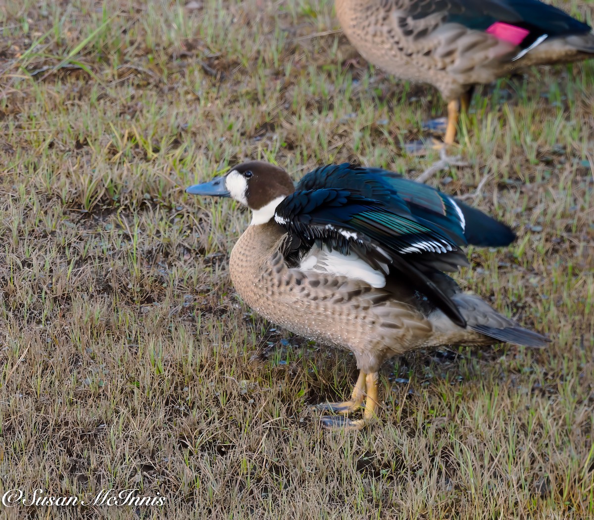 Spectacled Duck - ML612725973