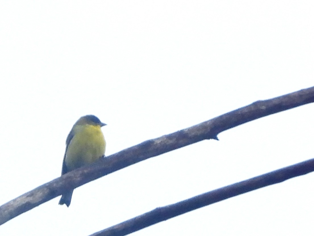 Lesser Goldfinch - ML612725976