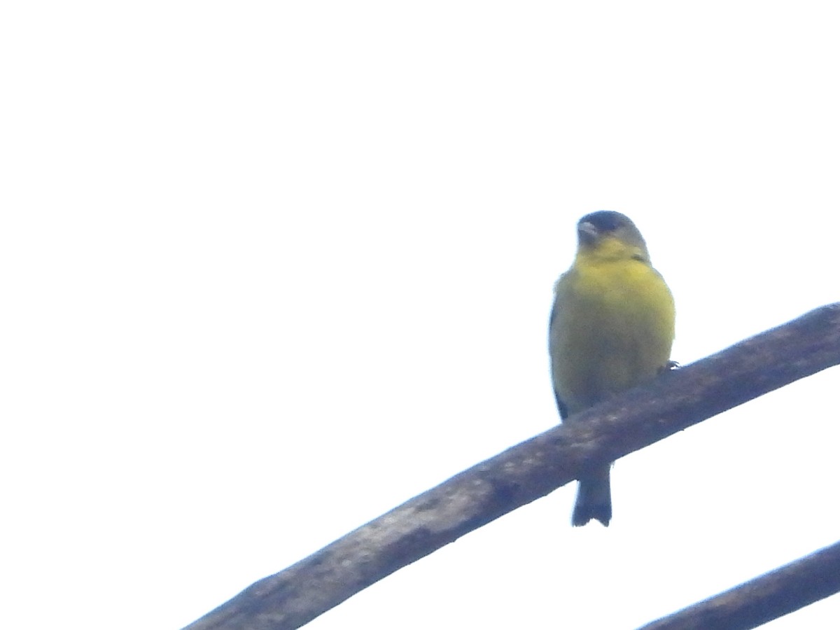 Lesser Goldfinch - ML612725977