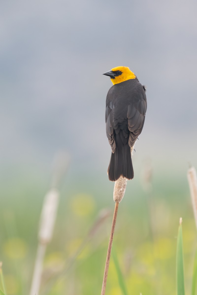 Yellow-headed Blackbird - Matthew Bell