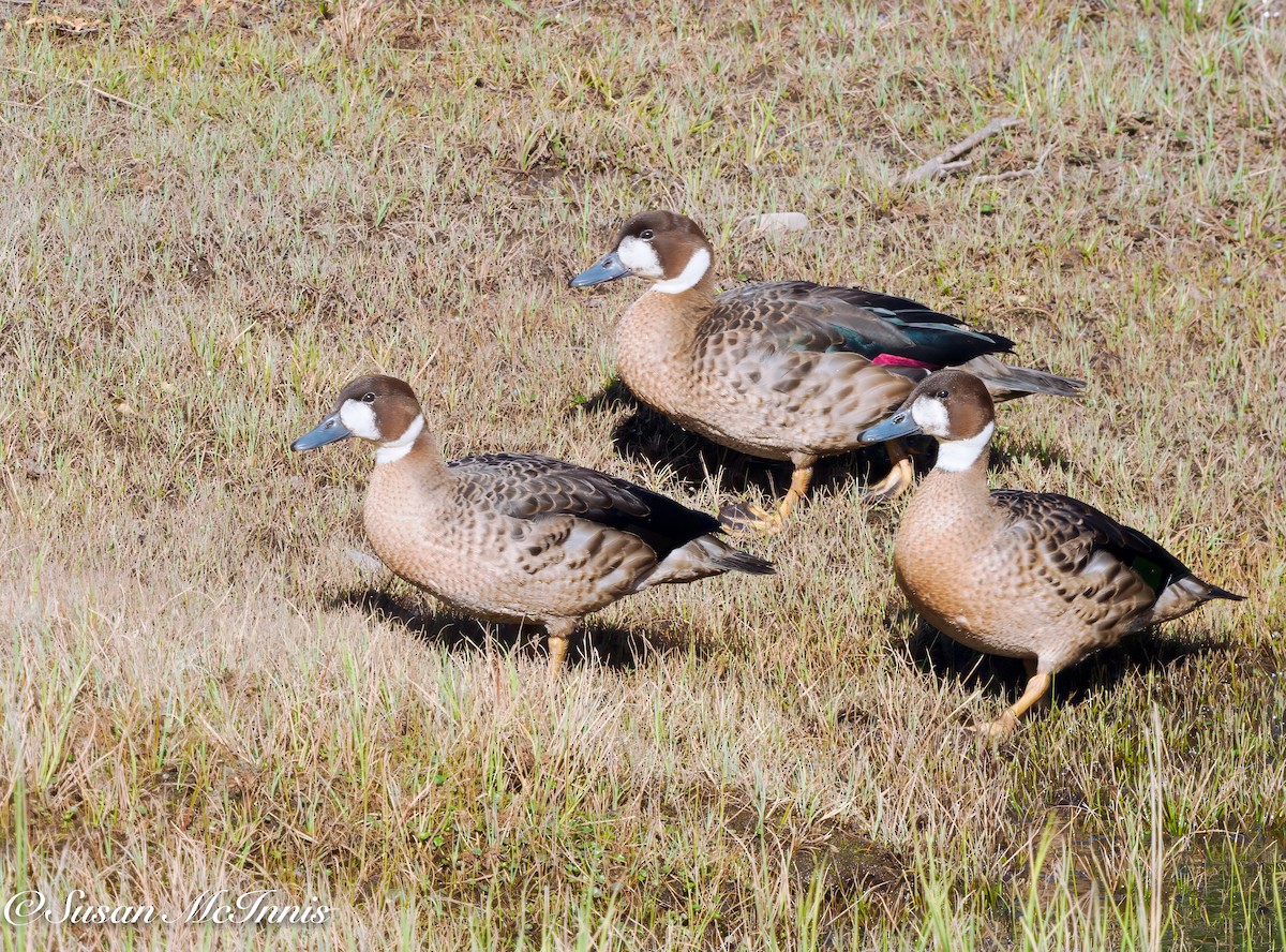 Canard à lunettes - ML612726011