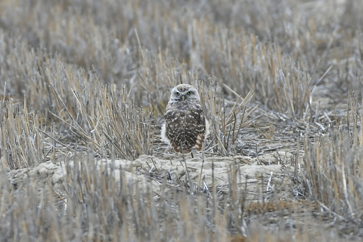 Burrowing Owl (Western) - ML612726087