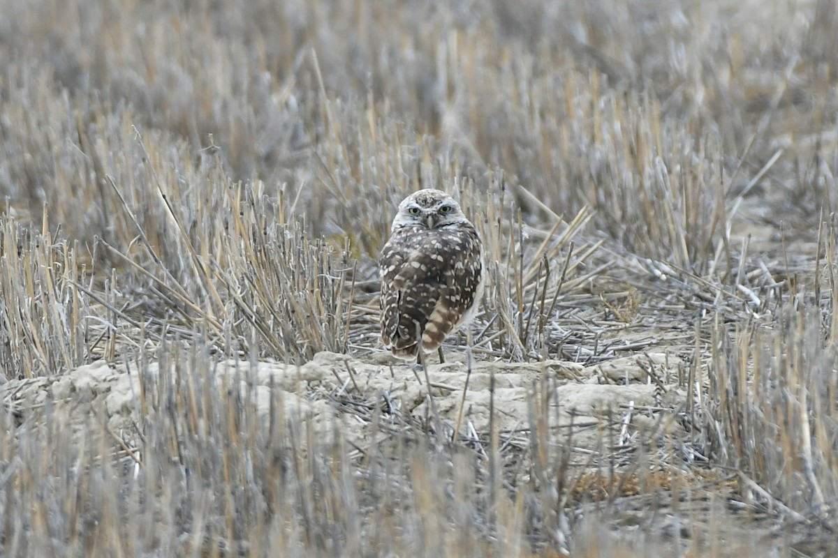 Burrowing Owl (Western) - ML612726088