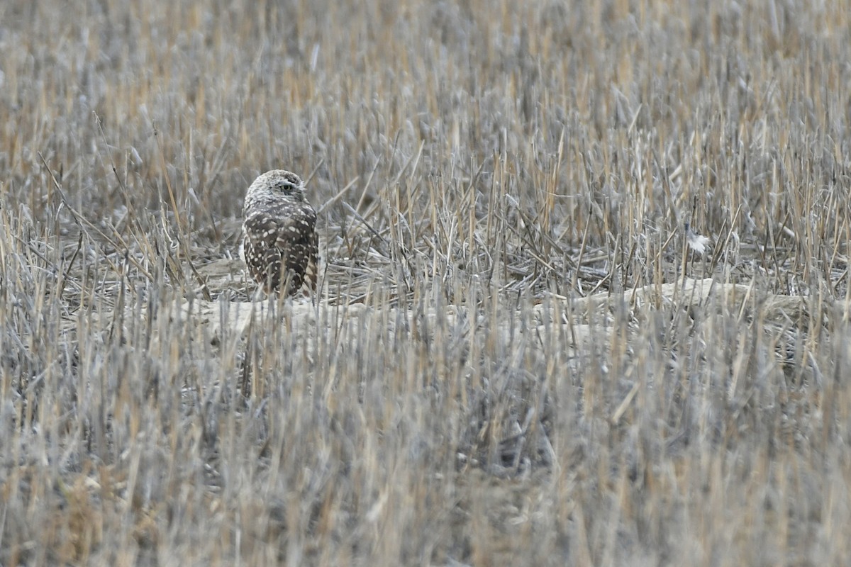 Burrowing Owl (Western) - ML612726089