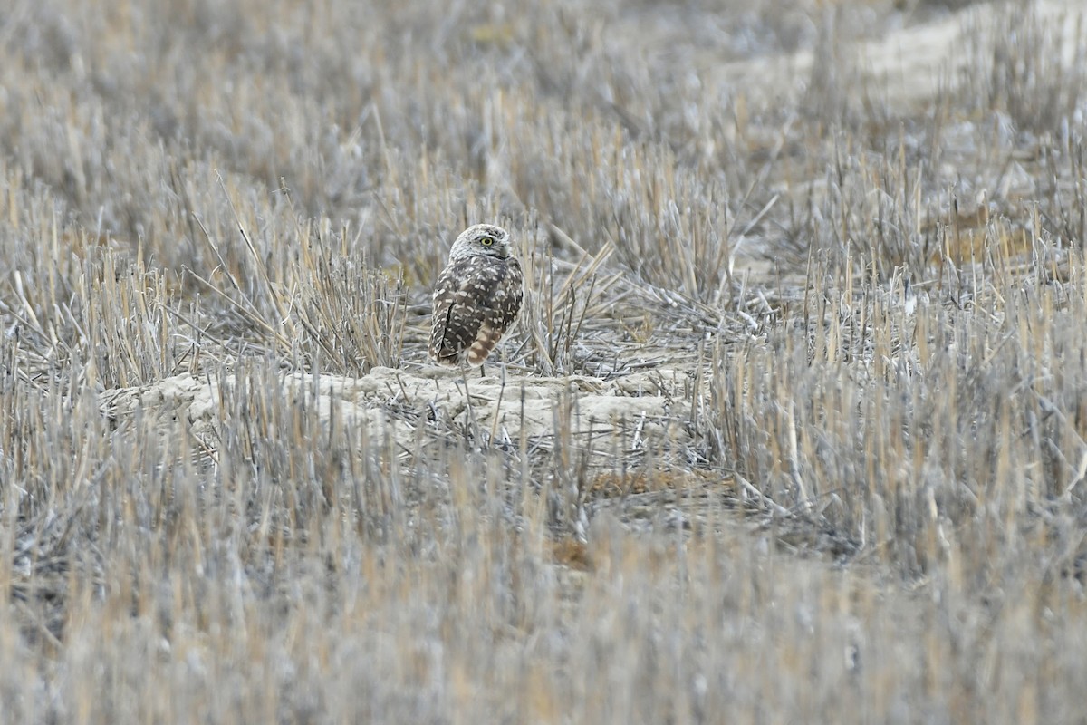 Burrowing Owl (Western) - ML612726090