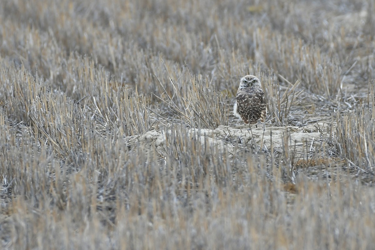 Burrowing Owl (Western) - ML612726091