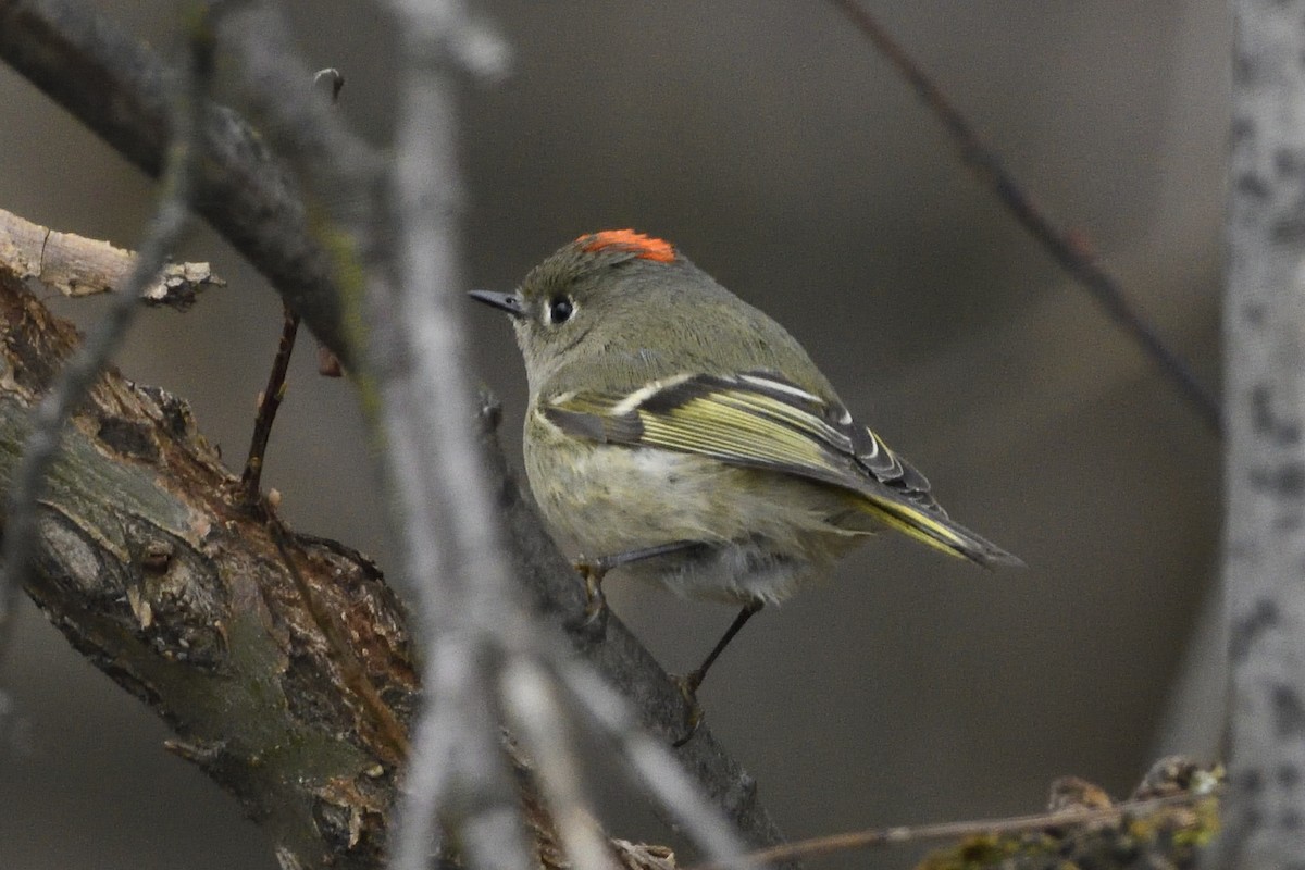 Roitelet à couronne rubis - ML612726093