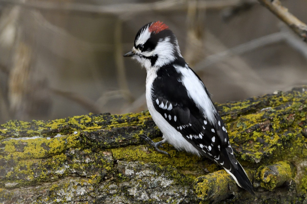 Downy Woodpecker - ML612726115