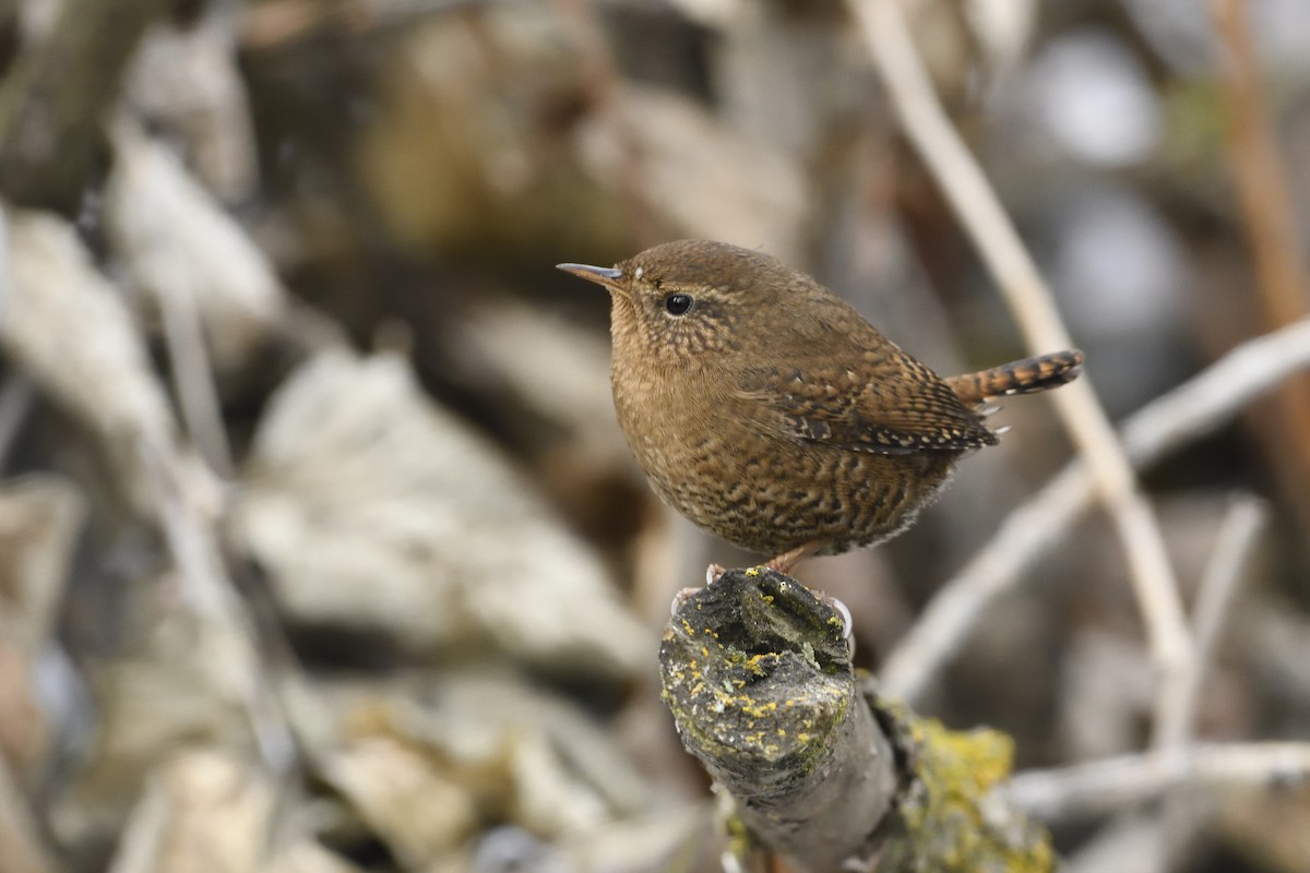 Pacific Wren - ML612726122