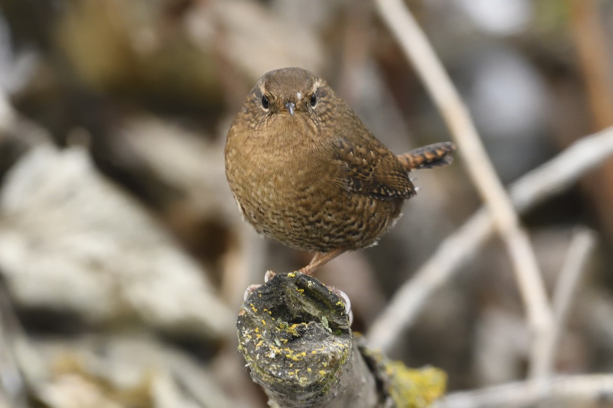 Pacific Wren - ML612726123