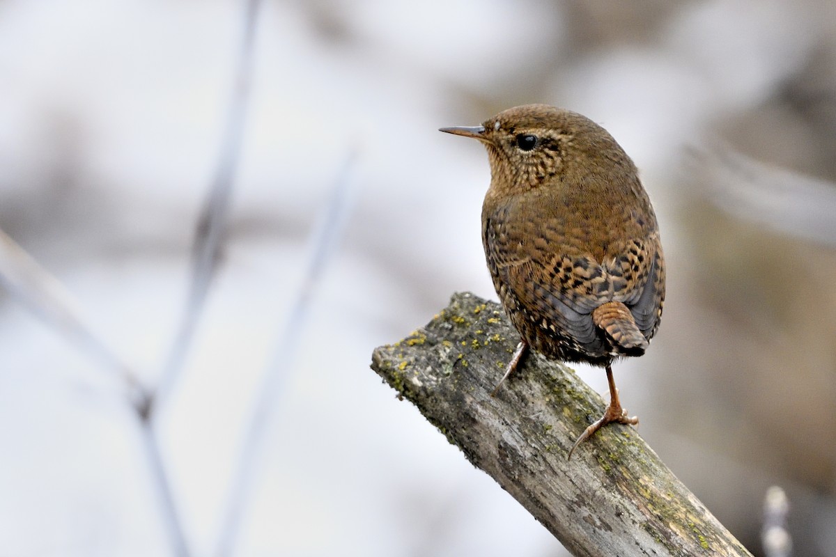 Pacific Wren - ML612726124