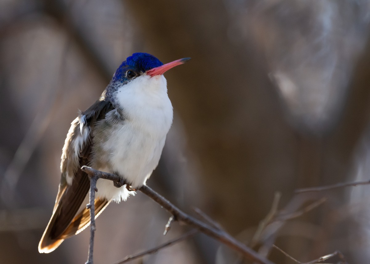 Violet-crowned Hummingbird - Matt Watson