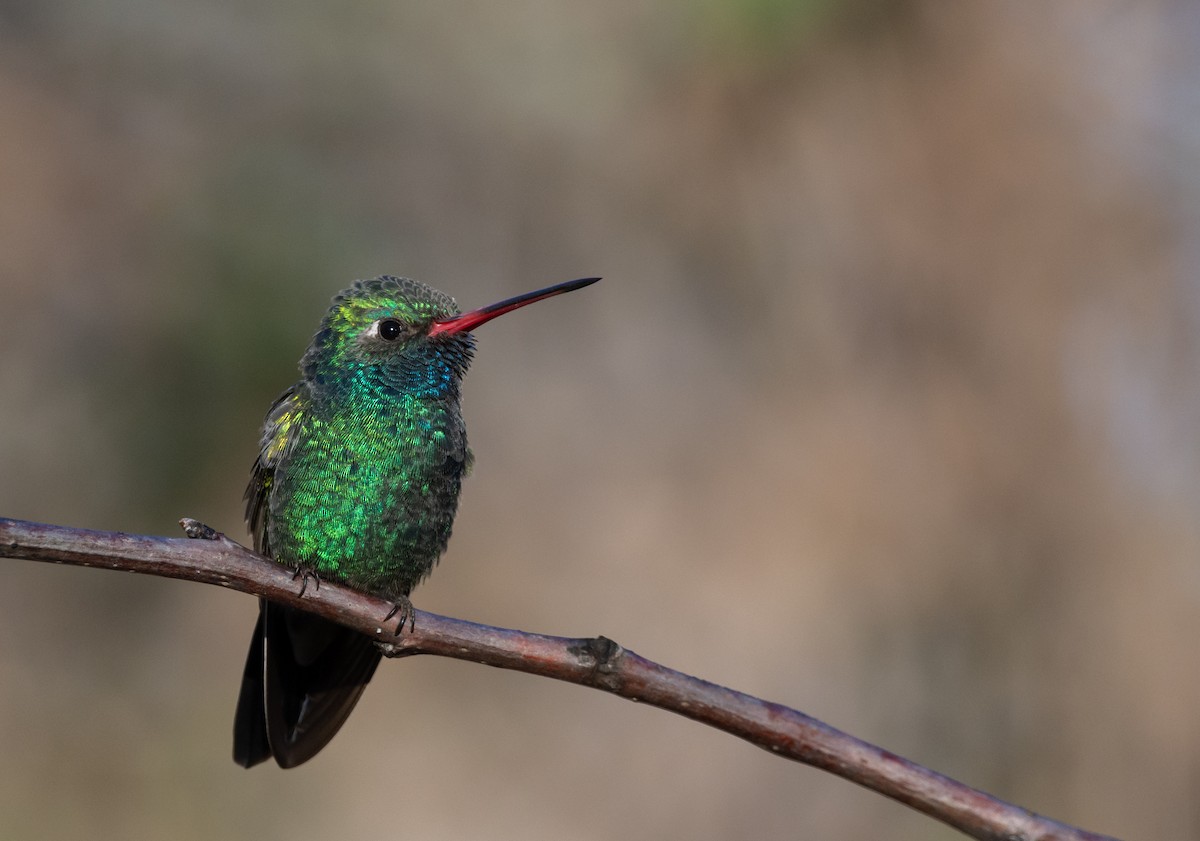 Broad-billed Hummingbird - Matt Watson
