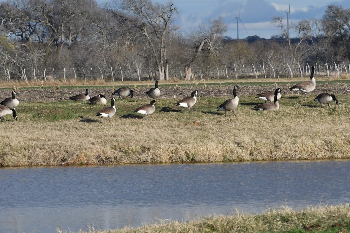 Canada Goose - ML612726216