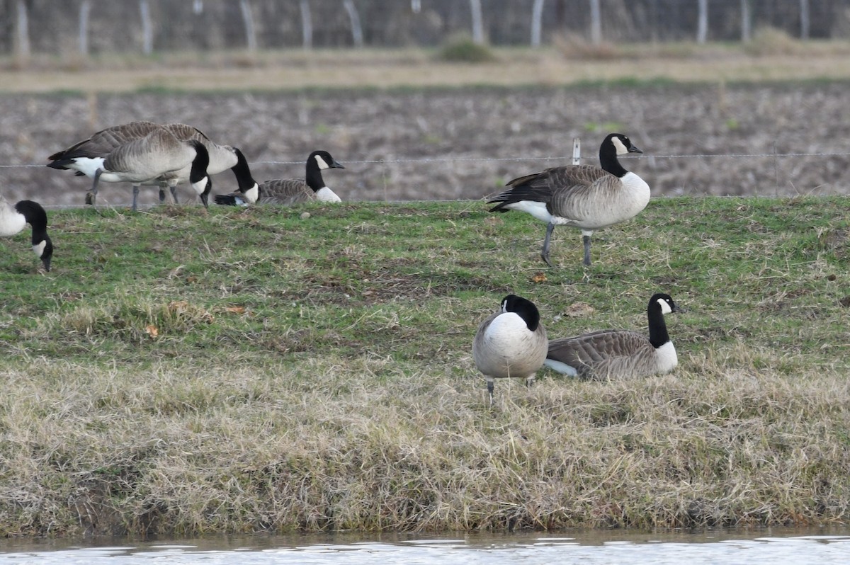 Canada Goose - ML612726217