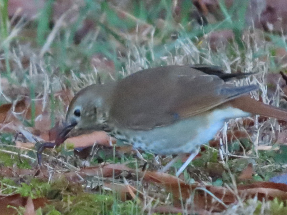 Hermit Thrush - ML612726219