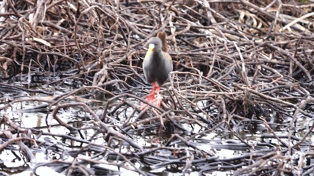 Plumbeous Rail - ML612726255