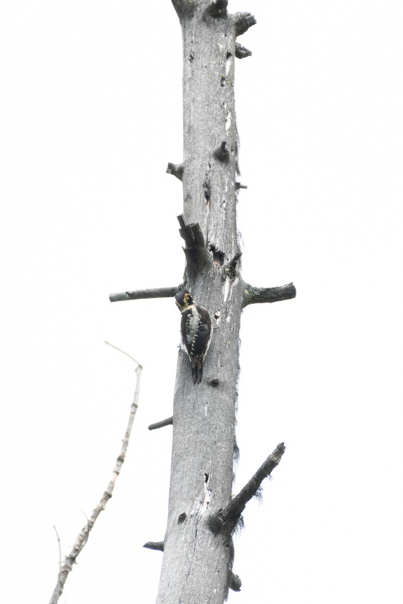 American Three-toed Woodpecker - ML612726261