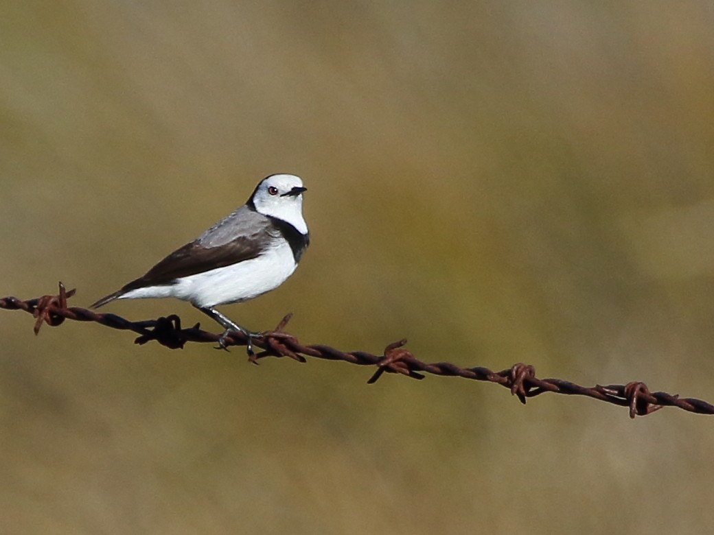 White-fronted Chat - ML61272631