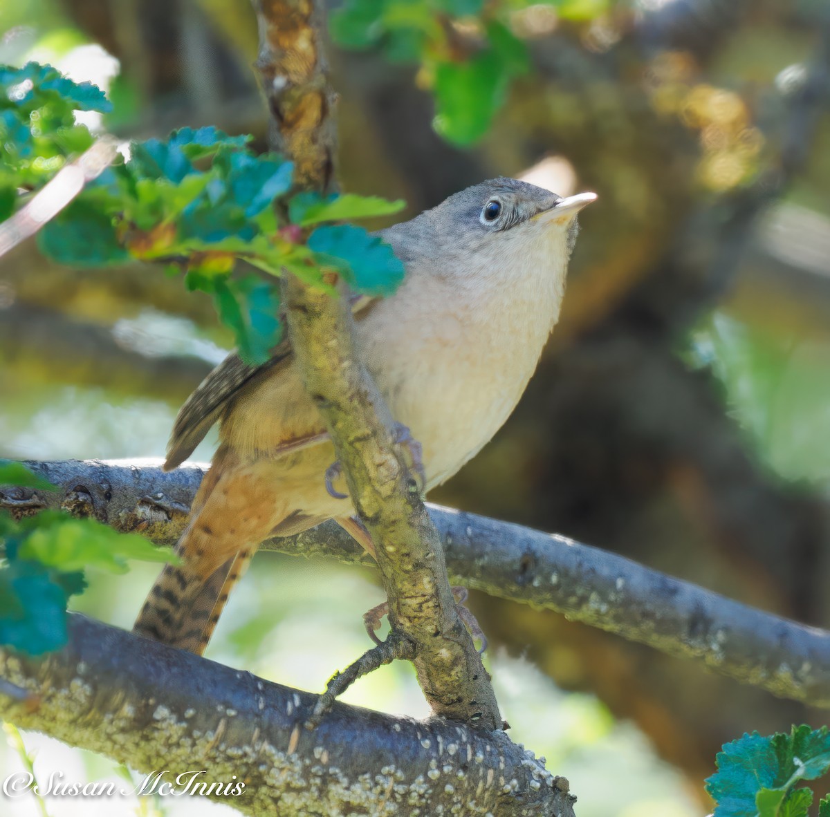 House Wren (Southern) - ML612726311