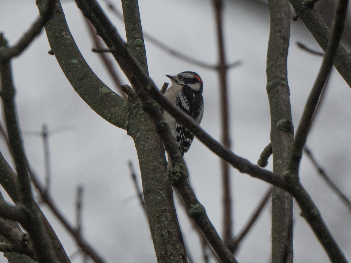 Downy Woodpecker - ML612726385