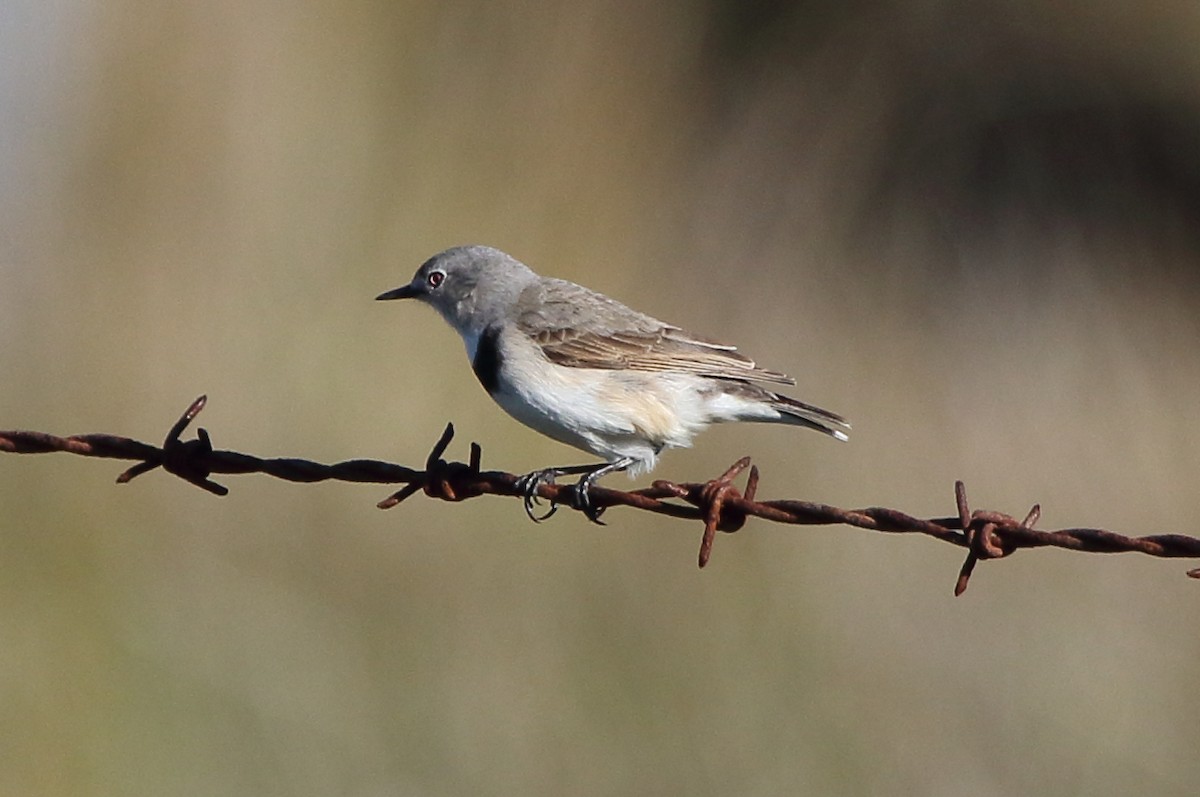 White-fronted Chat - ML61272641