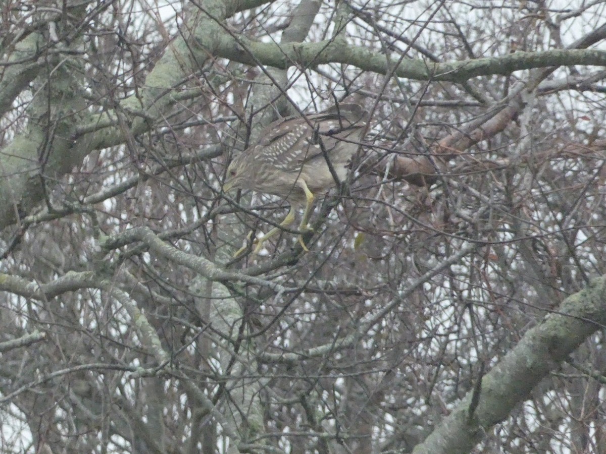 Black-crowned Night Heron - S & V C