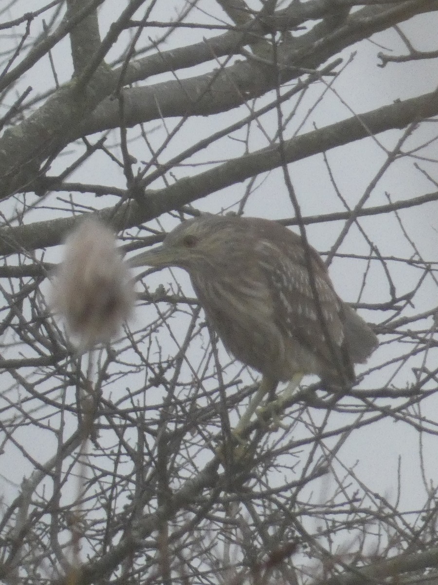 Black-crowned Night Heron - S & V C