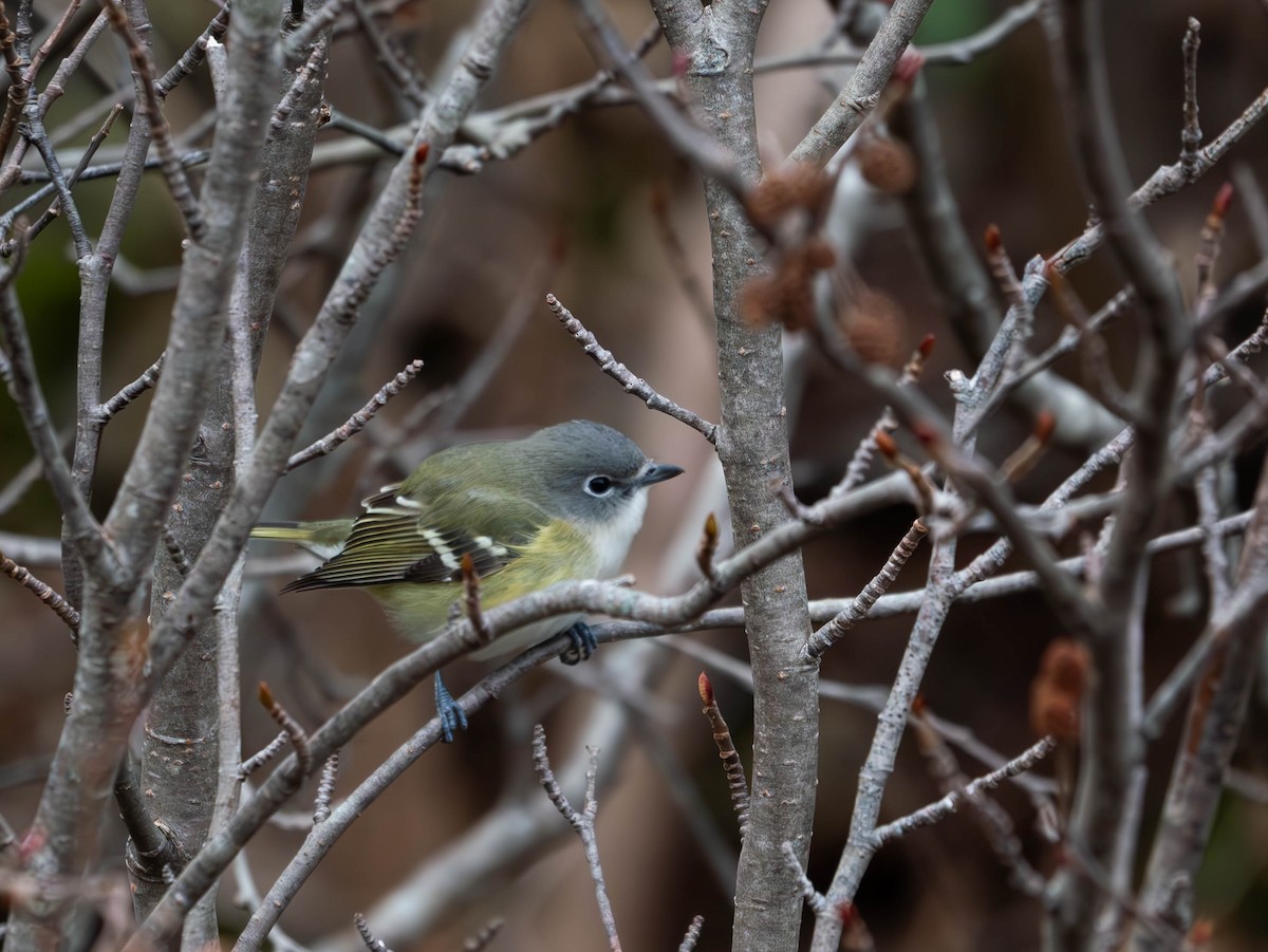 Blue-headed Vireo - ML612726439