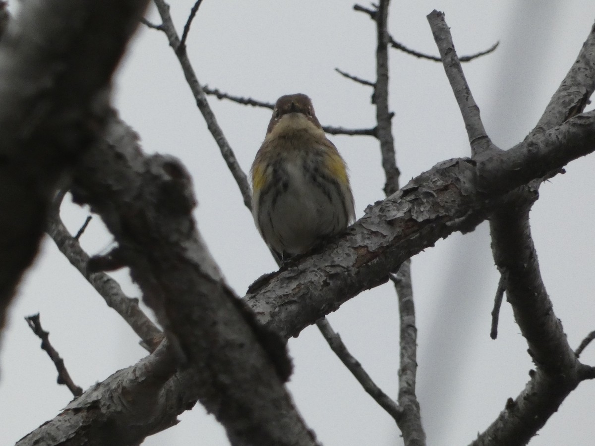 Yellow-rumped Warbler - S & V C