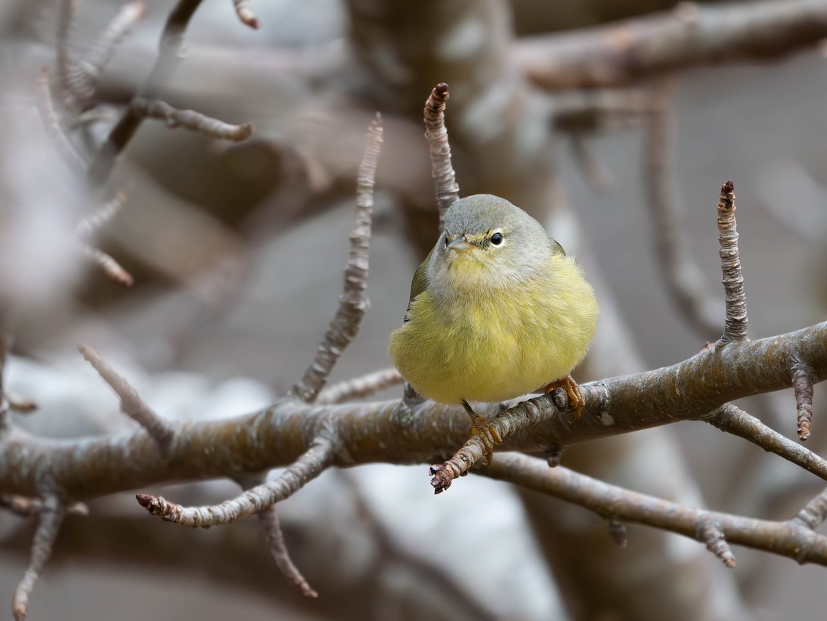 Orange-crowned Warbler - ML612726465