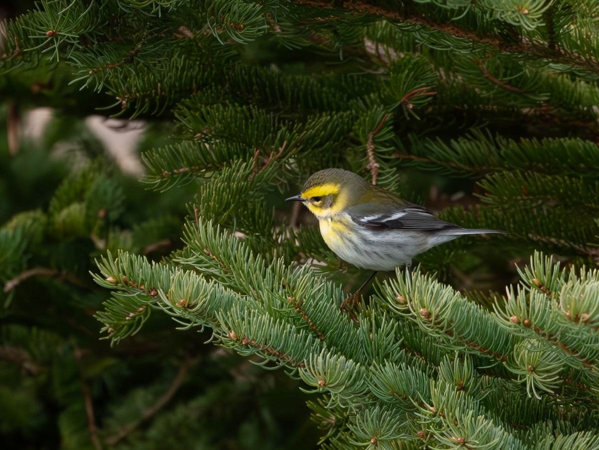 Townsend's Warbler - ML612726479