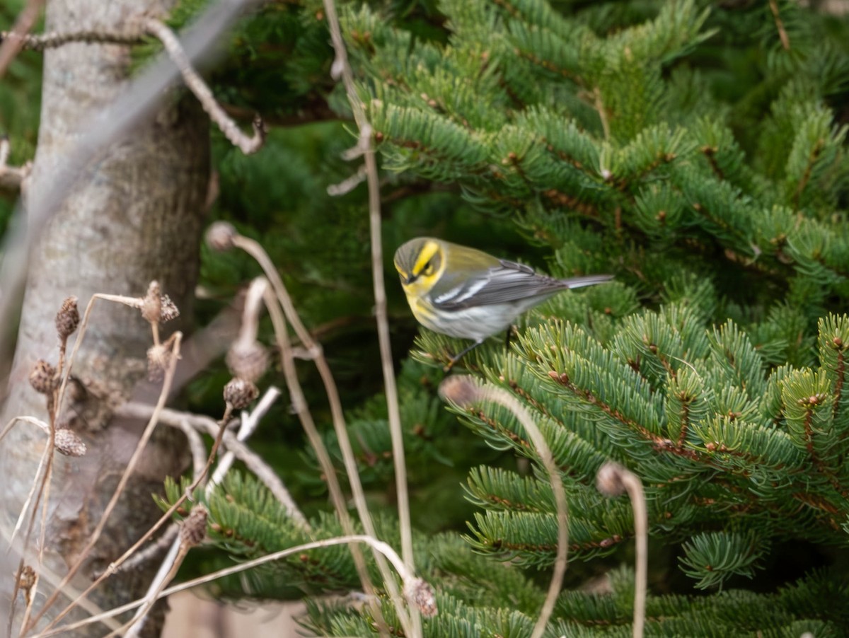 Townsend's Warbler - ML612726480