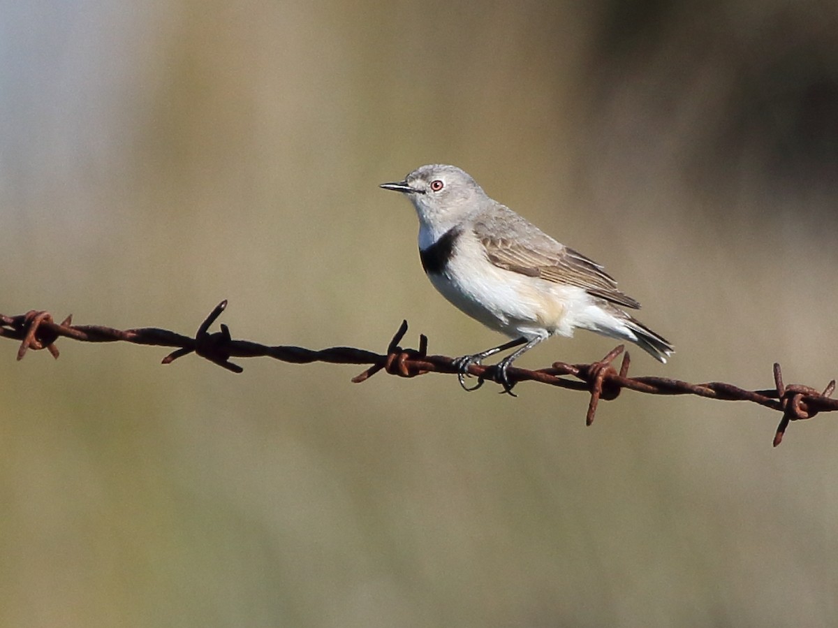 White-fronted Chat - ML61272651