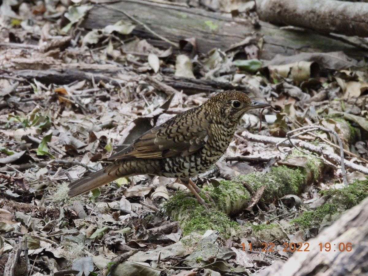 Bassian Thrush - ML612726515