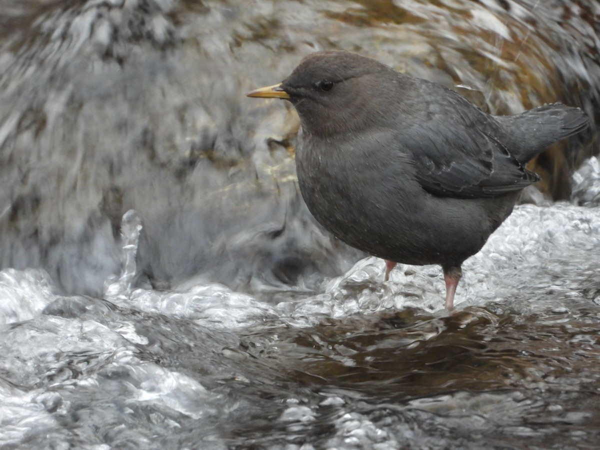 American Dipper - ML612726526