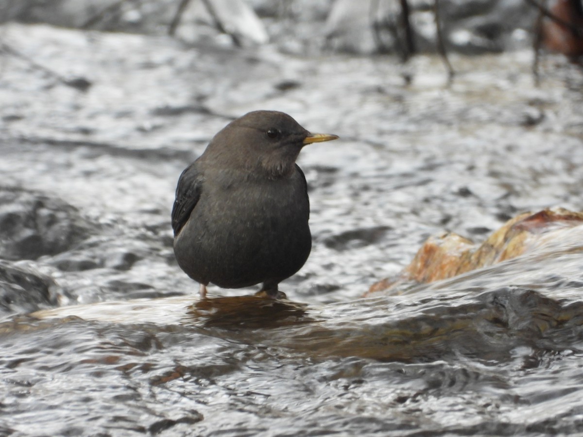 American Dipper - ML612726527