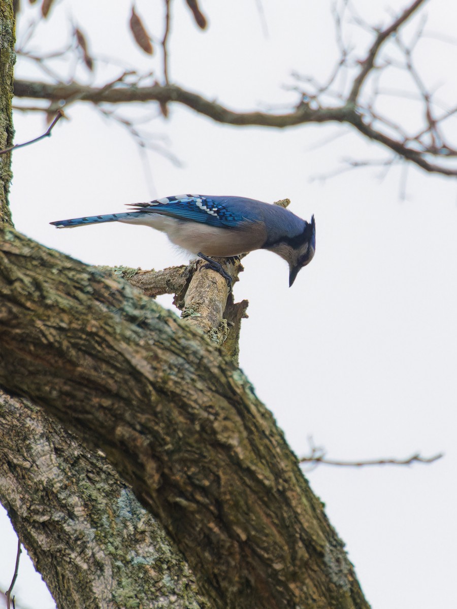 Blue Jay - ML612726572