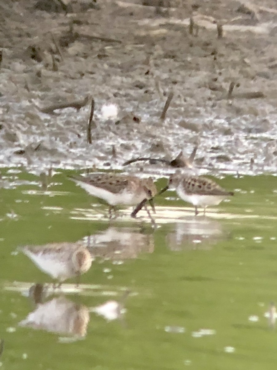 Semipalmated Sandpiper - ML612726574