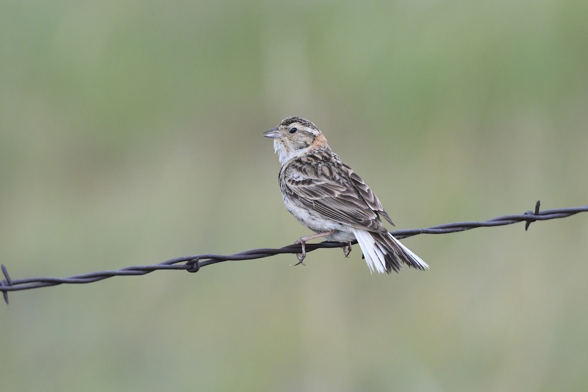 Chestnut-collared Longspur - ML612726584