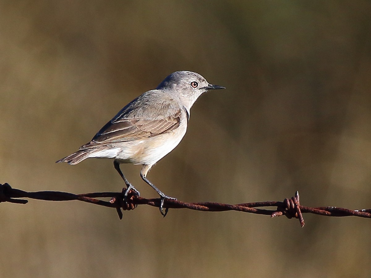 White-fronted Chat - ML61272661