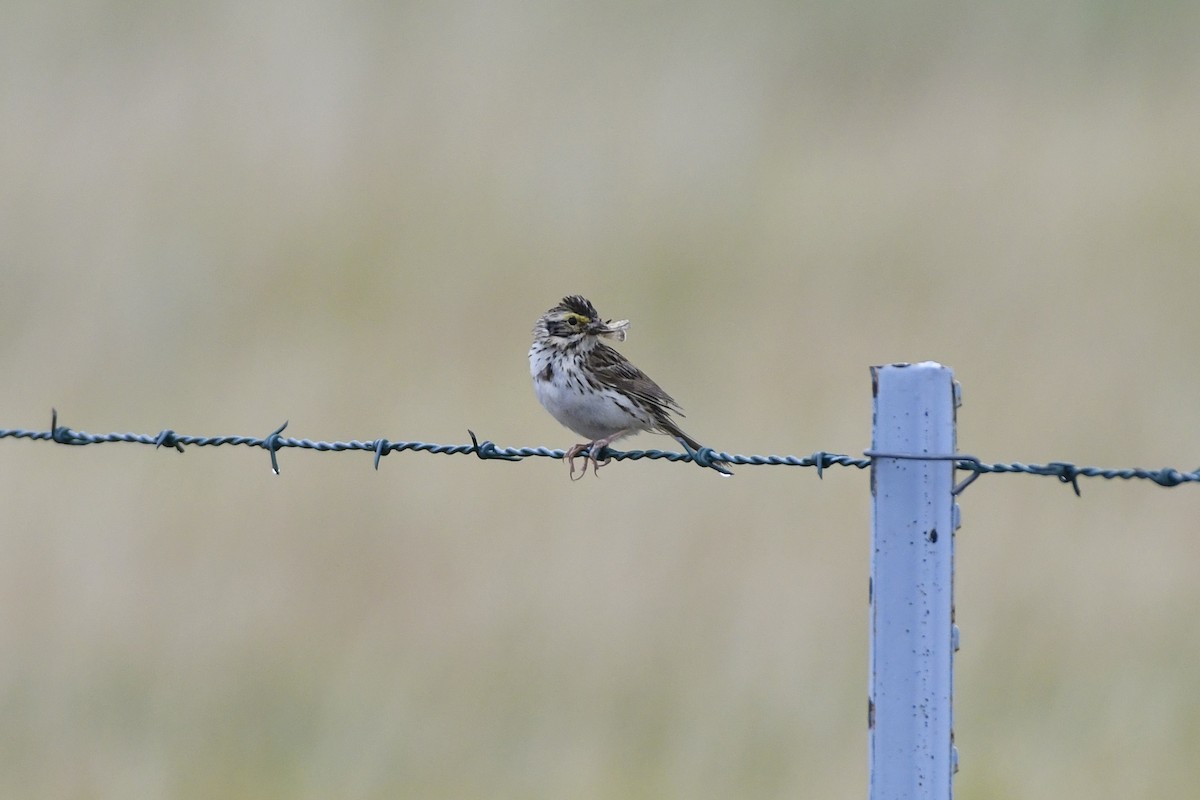 Savannah Sparrow - ML612726643