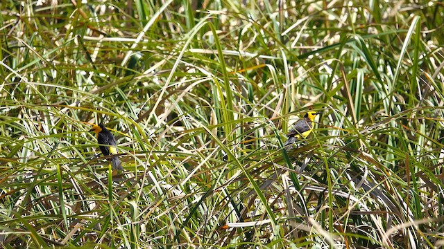 Saffron-cowled Blackbird - ML612726668